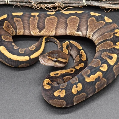 Copper GHI Het Piebald