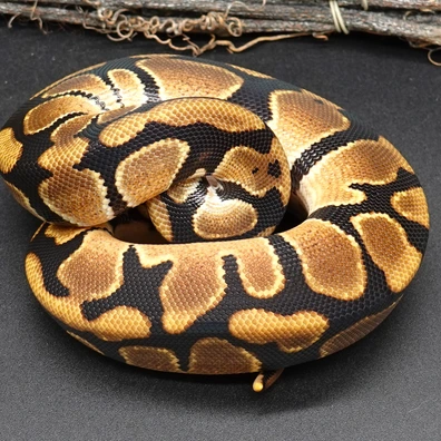 Enchi OD DH DG Piebald