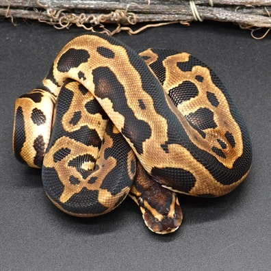 Leopard 66% DH DG Clown