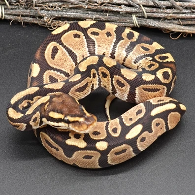 Fire 66% DH DG Clown