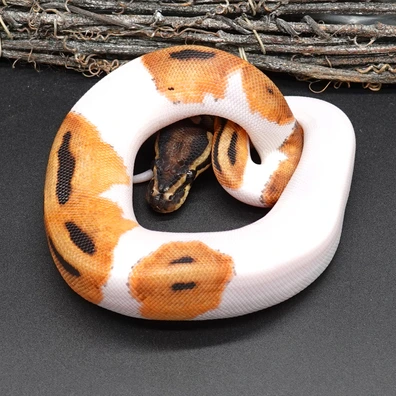 OD Piebald 50% Het DG