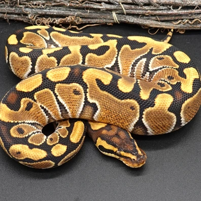 Enchi Special NR Mandarin