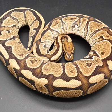 Vanilla Trick/Hurricane 66% Het Clown Ball Python - female for sale from Prbreeders