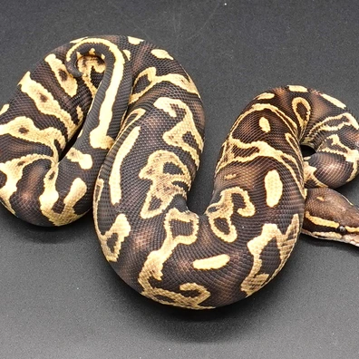 Leopard GHI DG 66% Het Clown Ball Python - male for sale from Prbreeders