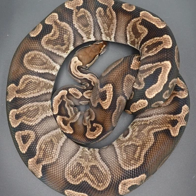 0,1 GHI Het Clown Ball Python - female for sale from Prbreeders