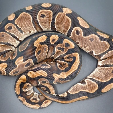 0,1 Classic Het Piebald Ball Python - female for sale from Prbreeders