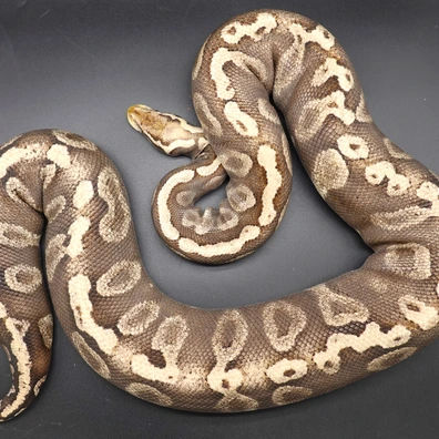 0,1 HRA GHI Pastel Phantom - Proven Ball Python - female for sale from Prbreeders