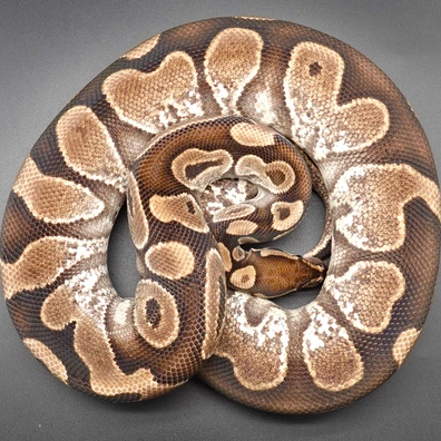 0,1 Sugar/Calico Het DG Ball Python - female for sale from Prbreeders