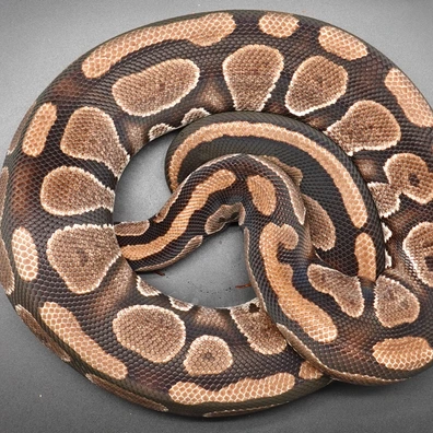 0,1 Copper - Proven Ball Python - female for sale from Prbreeders