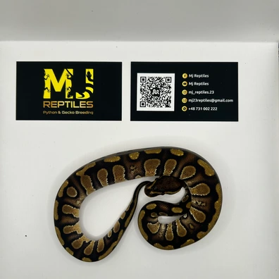 Enchi Stranger Het Clown