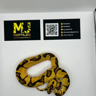 Enchi Pastel Clown Pos Phantom