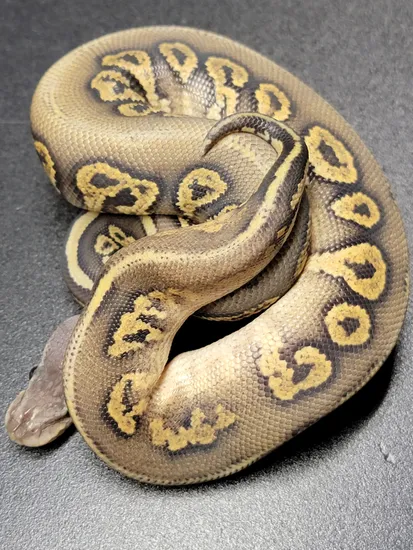 Super Pastel Blackhead Mahogany Hypo Ball Python by OCD Morphs