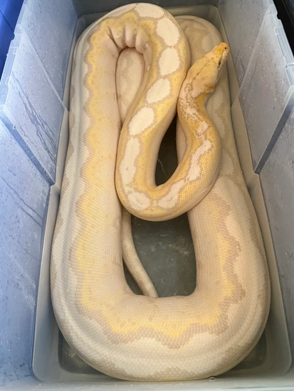 14ft Lavender Tiger Motley Reticulated Python by Mary’s Pythons