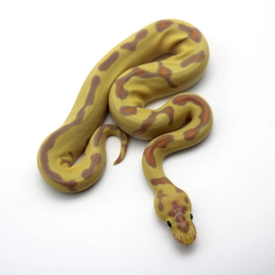 Enchi Banana Clown 100% Het Piebald