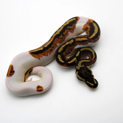Gravel Or Yellow Belly Piebald