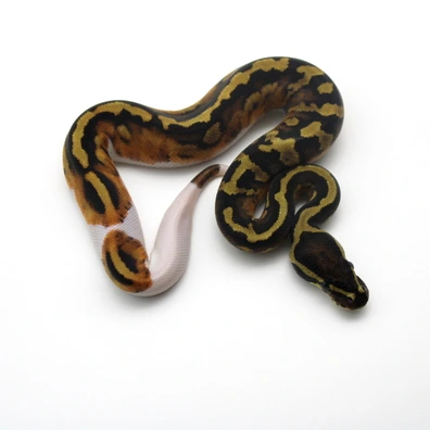 Piebald 100% Het Ultramel