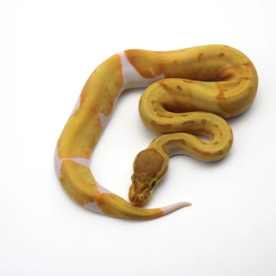 Enchi Pinstripe Ultramel Piebald