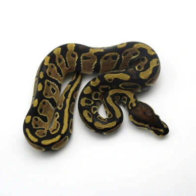 1.1 Classic 100% Th Lavender Clown Piebald (Pair)