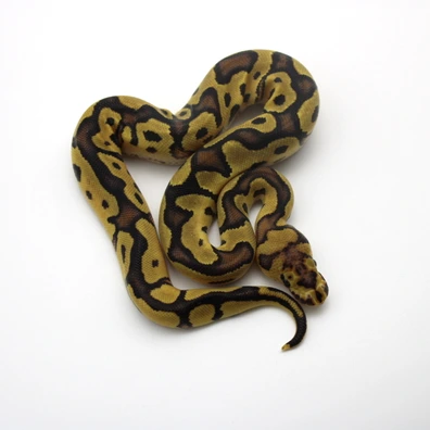 Fire Clown 100% Het Piebald Ball Python - female for sale from Mk-exotics