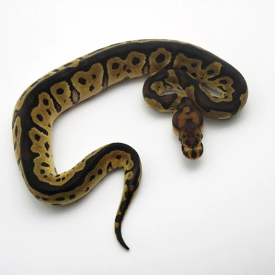 Clown 100% Dh Lavender Piebald Ball Python - female for sale from Mk-exotics