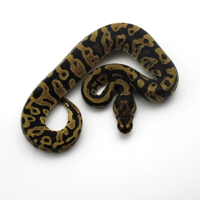 Confusion 100% Dh Clown Piebald Ball Python - male for sale from Mk-exotics