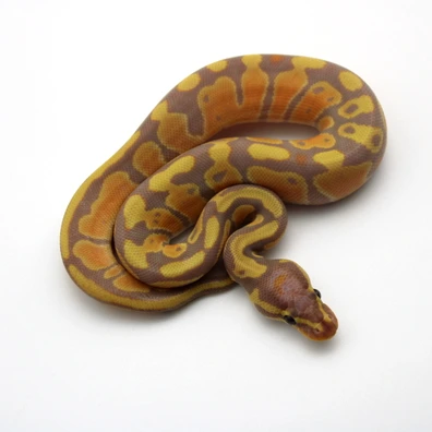 Banana Ultramel 66% Dh Clown Piebald Ball Python - male for sale from Mk-exotics
