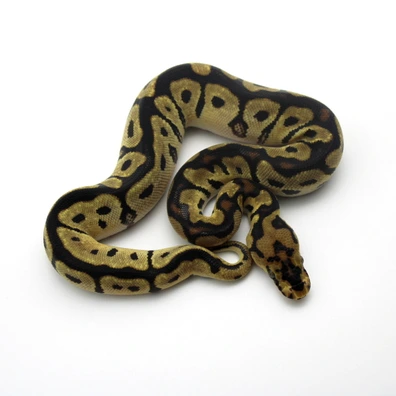 Spotnose Clown 50% Het Piebald Ball Python - male for sale from Mk-exotics