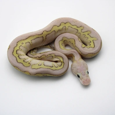 Pastel Lesser Clown Poss Special, Ghi, Yellow Belly Ball Python - male for sale from Mk-exotics