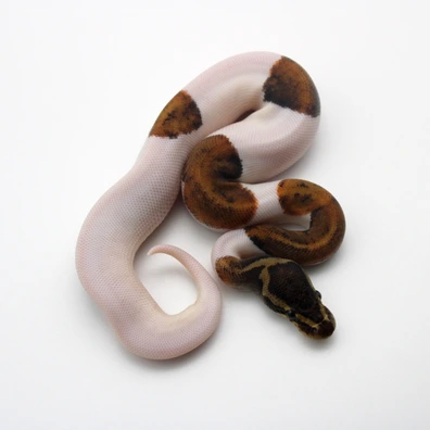 Copper Piebald Poss Yellow Belly