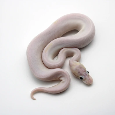 Ivory Piebald