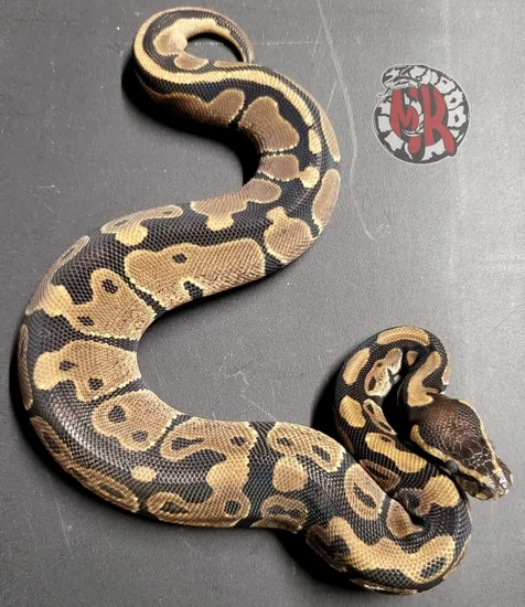 Normal Het Pied Ball Python by MK Pythons