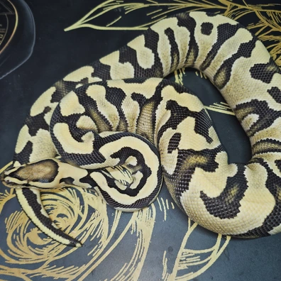YB DG Cryptic Ball Python - female for sale from MKR Recessives