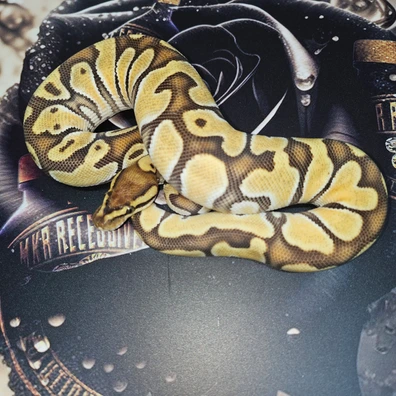 Special Hypo DH Ultramel Clown Ball Python - female for sale from MKR Recessives