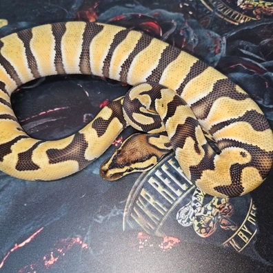 OD Hypo Het Clown Ball Python - male for sale from MKR Recessives