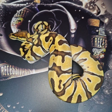 OD Hypo DH Ultramel Clown Ball Python - female for sale from MKR Recessives