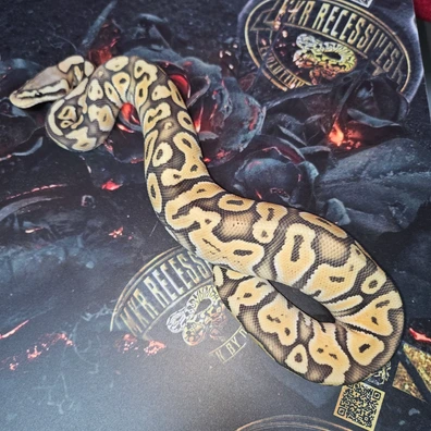 Pastel OD Special Hypo DH Ultramel Clown Ball Python - male for sale from MKR Recessives