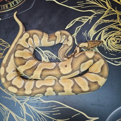 OD Special Hypo Ball Python - male for sale from MKR Recessives