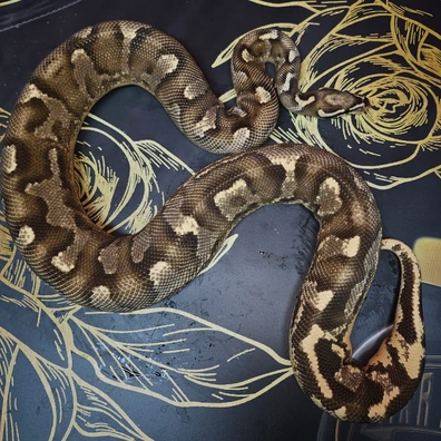 Super Asphalt Enchi Scrambler