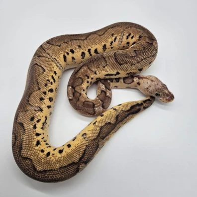 0.1 Pastel Clown 100% Het DG