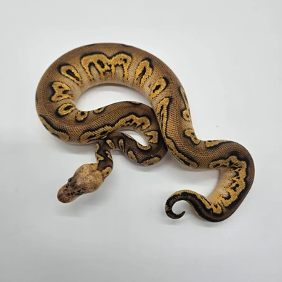 Wookie Pastel Clown Ball Python - male for sale from M&M Tropical Reptiles