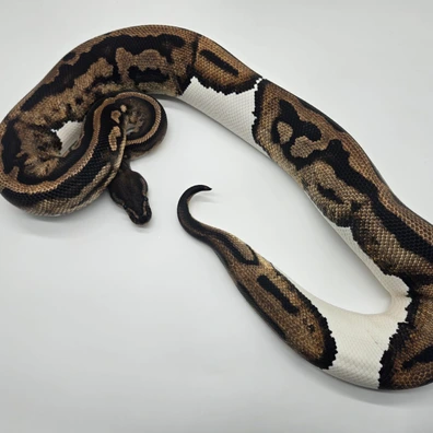 1.1 COUPLE Wookie 100% Het Pied Pos Het Clown X Leopard YB Pied