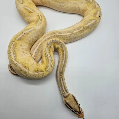 1.1 Pastel Highway X Highway Paradox