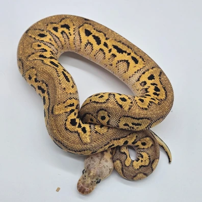 Pastel Wookie Gravel Clown (Handover Hamm!!!)