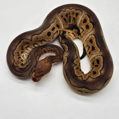 0.1 Wookie Clown (Handover Hamm) Ball Python - female for sale from M&M Tropical Reptiles