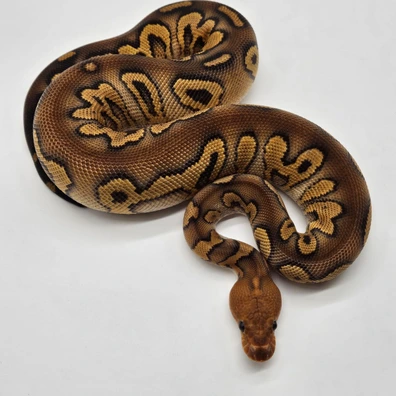 0.1 Wookie Gravel Clown (Handover Hamm!!!) Ball Python - female for sale from M&M Tropical Reptiles