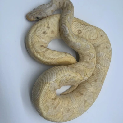 1.0 Pastel [pos Super Pastel] Banana Clown (Handover Hamm!!) Ball Python - male for sale from M&M Tropical Reptiles