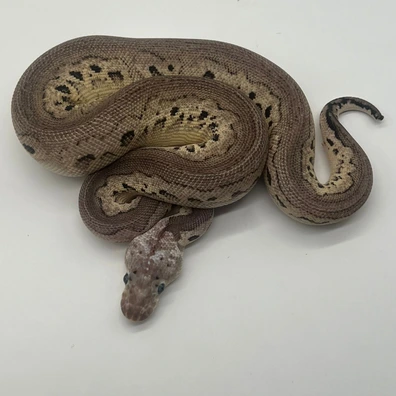 Pewter Clown Pos Wookie Ball Python - female for sale from M&M Tropical Reptiles