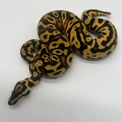 Pastel Yellow Belly Pos Cypress DH Clown Pied (LAST CALL - Handover Hamm) Ball Python - male for sale from M&M Tropical Reptiles