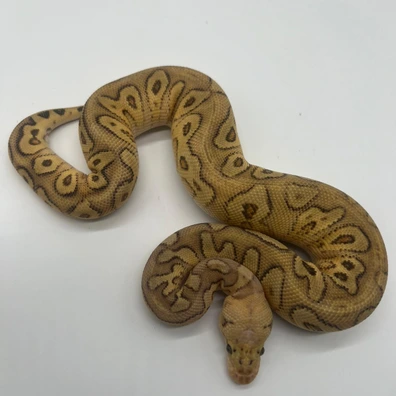 Cypress Pastel Fire Yellow Belly Clown Pos Het Hypo (LAST CALL - Handover Hamm) Ball Python - male for sale from M&M Tropical Reptiles