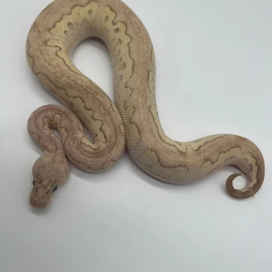 Lesser Pastel Clown Pos Wookie (LAST CALL - Handover Hamm) Ball Python - male for sale from M&M Tropical Reptiles